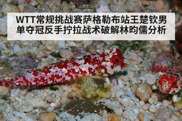 WTT常规挑战赛萨格勒布站王楚钦男单夺冠反手拧拉战术破解林昀儒分析